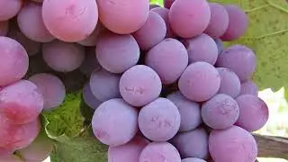 Uva Niágara Rosada e Branca Colheita Jundiaí e Itupeva-SP