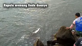 Casting barramundi PLTU, paling joss pakai rapala