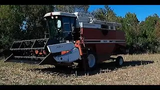 Moissonneuse Laverda 3650 en action! préparation et moisson des tournesols