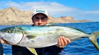 Serios Lalandi  A slow jigging x Shimonkey Fish