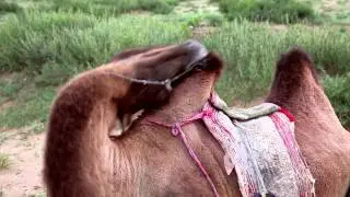Camel hump scratch