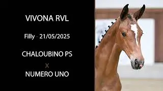 NR 24 - VIVONA RVL (Chaloubino PS x Numero Uno)