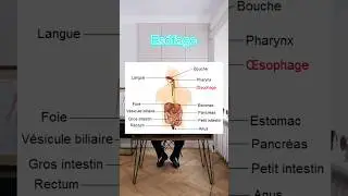 ES&Oacute;FAGO | DEFINICI&Oacute;N M&Eacute;DICA