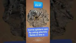 Did You Know? 🕷️⚡ Some Spiders Can Fly Using Electric Fields in the Air!