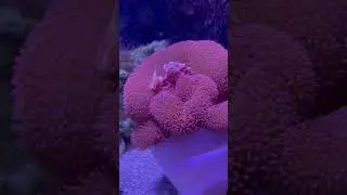 Porcelain crab#shortsviral