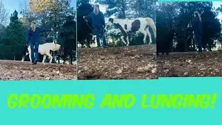 Lunging/Grooming Vlog! With Abbi Peppa and Dakoda! || Morgan Sadler