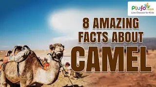 8 Amazing Facts About Camel | Interesting Facts | Educational Videos for Toddlers | AOL Videos #fact