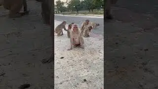 Monkey baby Reaction eating🐒 #shorts #monkeyfeeding #youtubeshorts #pets #feedingmonkey#animallover