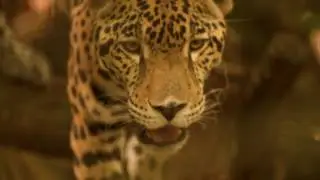 Belize: Nature & Wildlife