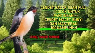 CENDET ISIAN GACOR COCOK UNTUK PANCINGAN CENDET MACET BUNYI DAN MASTERAN  SUARA JERNIH