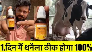 थैनेला रोगों का।100%घरेलू उपचार।Mastitis treatment in cow 🐄 Buffalo 🐃 in mesti out homeopathic