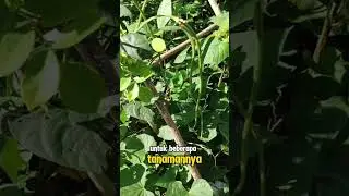 Panen di kebun cabe mini#petanicabai #pupukorganik #pertanian #petanitomat 