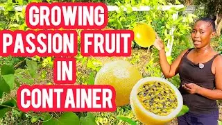 I Am Growing Passion Fruit In Container At Home In The City! Easy To Grow