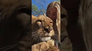 Another day of living with the lions in South Africa and zemo giving lots of kissss 013
