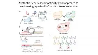 11-14-2018 How CRISPR Is Being Used to Prevent GMO Contamination