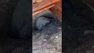 Большой Айк вылезает из своей норы 😎🐢