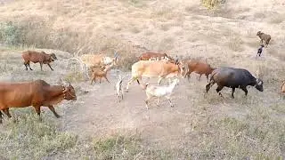village animals part 6
