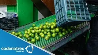 Baja precio del lim&oacute;n ante el aumento de su producci&oacute;n