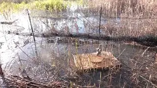 La cerceta pardilla empieza a criar en las marismas