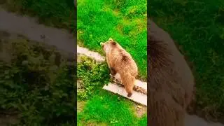 beautiful bear, amazing 🐻,bhaloo,#bears ,#pets ,#botanzoo ,#animals ,#shorts #shortvideos