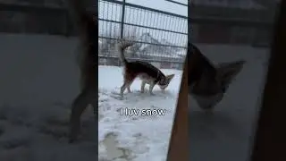 my first snow ❄️🌨️ #friends #funny #dogmum #RelaxWithDogs #PuppyLove #chocolatechihuahua #snow