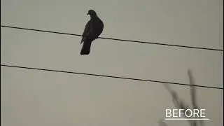 WIRE REMOVAL ANIMATION IN AFTER EFFECTS