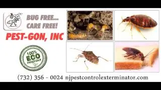 Pest Control In Hillsborough NJ