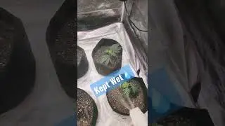 Feed Clones
