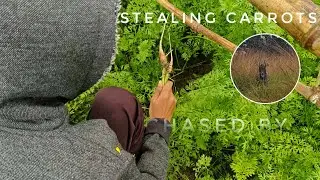 Stealing Carrots From Strangers Farm [Village Ark]