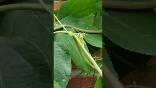 Curious stick-like creature on my moonflower vine #nature