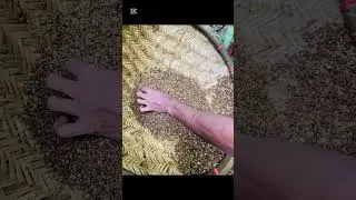 Gems mining Sri Lanka💎🇱🇰#srilanka #gems #manik #rathnapura #viral #shorts