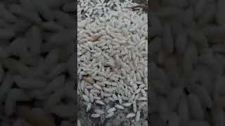 fortified rice #cg #govt #rationcard #modi #fortifiedrice  #bhupeshbaghel #new #youtubeshorts #vlog