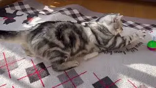 猫じゃらしが大好きな猫。貸してと言っても貸してくれない