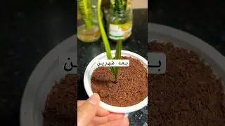أسرع و أسهل طريقة لإنبات نوى النخيل 2026 #shorts