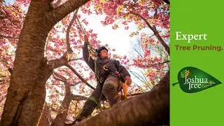 Услуги по обрезке деревьев Joshua Tree Experts