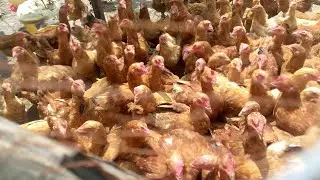 Почему бройлеры принесут вам больше денег, чем куры-несушки #советыдляуспеха #птицеферма #курица ...