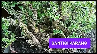 Keangkeran santigi karang @petanibanget 