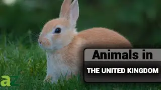 Animals in The United Kingdom: Snakes, Birds, Foxes, and More!