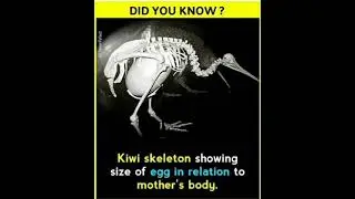 Kiwi Egg #shorts