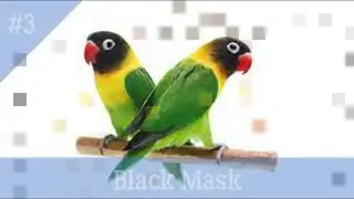 Top 5 Profitable Lovebird Business 2020 URDU/HINDI |P I C|