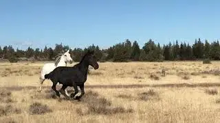 Devil's Garden Wild Horse Release