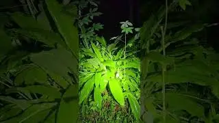 Misteri rumah kak grudug 