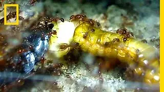Watch: Cockroach &lsquo;Gives Birth&rsquo; While Being Devoured By Fire Ants | National Geographic