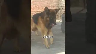 gsd stud dog 🐕 #cat #cute #viral #funny #song #video #short #entertainment #music #pet #dog  #animal