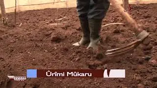 Urimi Wa Nyanya