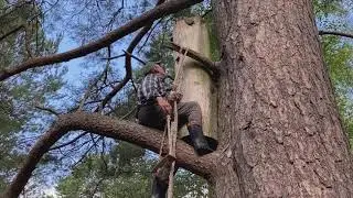 Tree Beekeeping in Musteika, Lithuania