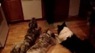 They're all about the treats...Part 1
