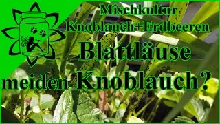 Blattl&auml;use meiden Knoblauch? | Mischkultur Knoblauch Erdbeeren | Gute Pflanznachbarn |