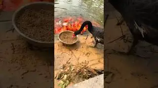 Black swan feeds its lifesaving friends#shorts #animals #swan #fish #friendship