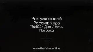 Клевалка theFisher Online | Рак узкопалый | M.A.Team